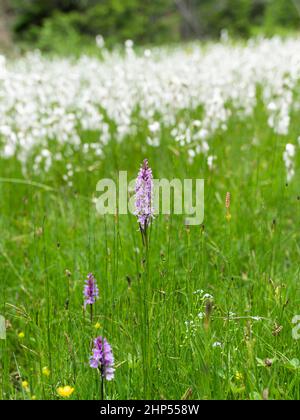Une orchidée à fleurs (Dactylorhiza maculata) en face du coton (Eriophorum sp.), jour nuageux en été dans les Alpes autrichiennes Banque D'Images