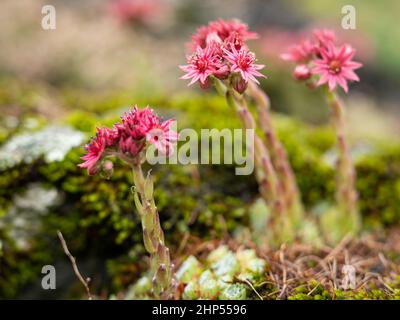 Un poireau en toile d'araignée à fleurs (Sempervivum arachnoideum) par jour nuageux en été dans les Alpes autrichiennes Banque D'Images