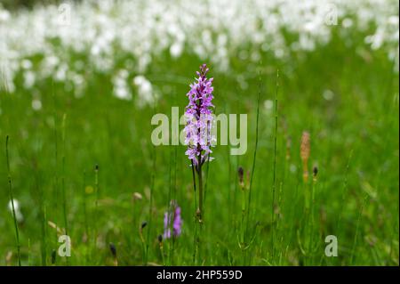 Une orchidée à fleurs (Dactylorhiza maculata) en face du coton (Eriophorum sp.), jour nuageux en été dans les Alpes autrichiennes Banque D'Images