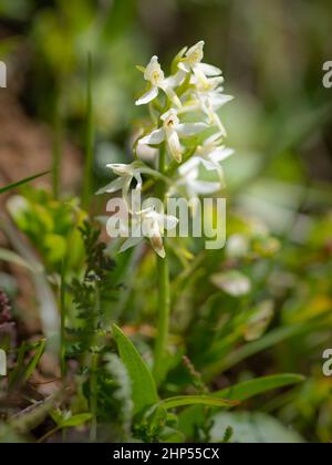 Une orchidée à moindre papillon (Platanthera bifolia) par une journée ensoleillée en été dans les Alpes autrichiennes Banque D'Images