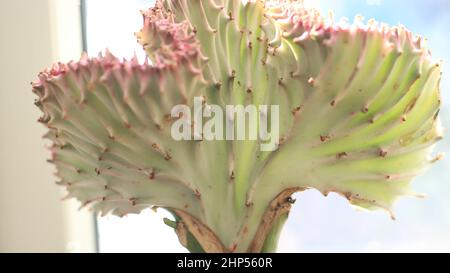 Cactus corail / Euphorbia lactea f cristata Banque D'Images