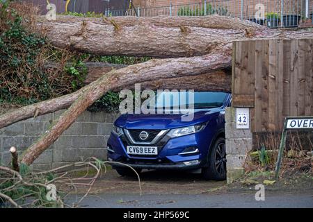 Swansea, Royaume-Uni. 18th févr. 2022. Cette après-midi, une voiture échappe de justesse aux dommages causés par un arbre tombé à Mumbles, Swansea, après que les vents violents de Storm Eunice continuent de causer des ravages à travers le Royaume-Uni. Credit: Phil Rees/Alamy Live News Banque D'Images