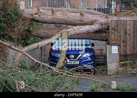 Swansea, Royaume-Uni. 18th févr. 2022. Cette après-midi, une voiture échappe de justesse aux dommages causés par un arbre tombé à Mumbles, Swansea, après que les vents violents de Storm Eunice continuent de causer des ravages à travers le Royaume-Uni. Credit: Phil Rees/Alamy Live News Banque D'Images