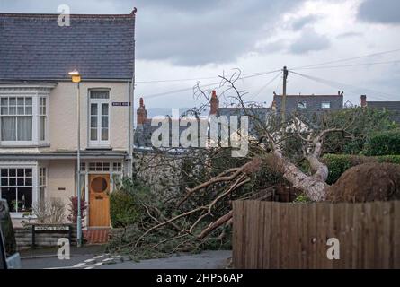 Swansea, Royaume-Uni. 18th févr. 2022. Une maison échappe de peu aux dégâts d'un arbre tombé à Mumbles, Swansea cet après-midi après que les vents forts de Storm Eunice continuent de causer des ravages à travers le Royaume-Uni. Credit: Phil Rees/Alamy Live News Banque D'Images