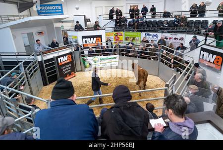 Bovins de boucherie vendus dans un magasin de vente aux enchères de bétail à Cumbria, Royaume-Uni. Banque D'Images