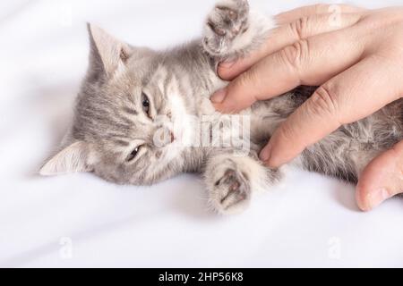 Un petit chaton se trouve sur un lit blanc, les mains mâles se calment le ventre du chaton, en gros plan. Le propriétaire de l'animal et son animal. Décontracté chatons doux à rayures grises. Le kit Banque D'Images