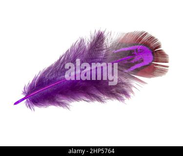 Plume faisante brillante élégante isolée sur fond blanc Banque D'Images