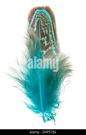 Plume faisante brillante élégante isolée sur fond blanc Banque D'Images