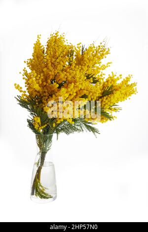 Fleurs Mimosa bouquet isolé sur fond blanc. Banque D'Images