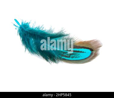 Plume faisante brillante élégante isolée sur fond blanc Banque D'Images