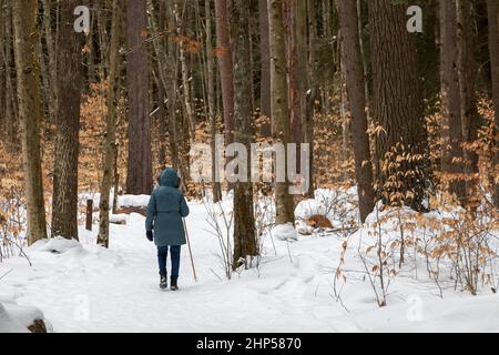 Grayling, Michigan - Un randonneur sur le sentier Old Growth Forest Trail dans le parc régional de Hartwick Pines. Le parc conserve un vestige de 49 acres de l'ancien pin de croissance Banque D'Images