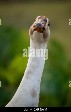 Faites face à un joli oiseau de cygne muet Banque D'Images