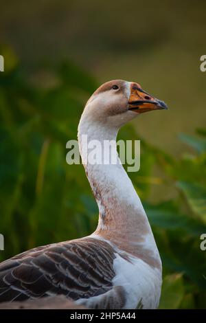 Un oiseau de canard de cygne muet à la recherche de son partenaire dans un champ tropical Banque D'Images