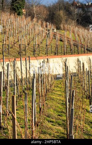 Vignoble St Venceslas (le vignoble divin) au château de Prague, présentant des vignes en hiver avec un symbole de verre à vin, Prague, République tchèque Banque D'Images