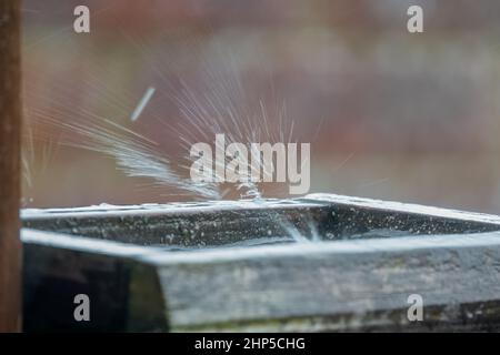 des gouttelettes de pluie sont capturées sur une table d'alimentation d'oiseau en bois et éclabousser vers le haut et vers l'extérieur Banque D'Images