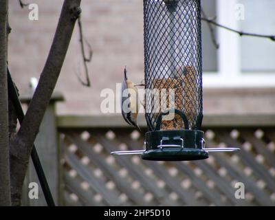 Nuthatch à la poitrine rouge (sitta canadensis) marchant à l'envers dans le mangeoire à oiseaux Banque D'Images