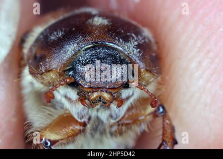 Macro haute image montrant la tête de Amphimallon solstitiale, ou l'été ou hanneton hanneton européen Banque D'Images