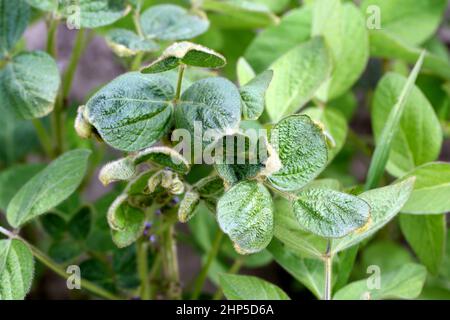 Feuilles de soja dégramées. Herbicide dicamba dommages - phytotoxicité. Banque D'Images