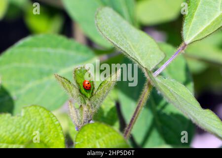 Coccinelle mangeant des pucerons sur une plante de soja. Banque D'Images