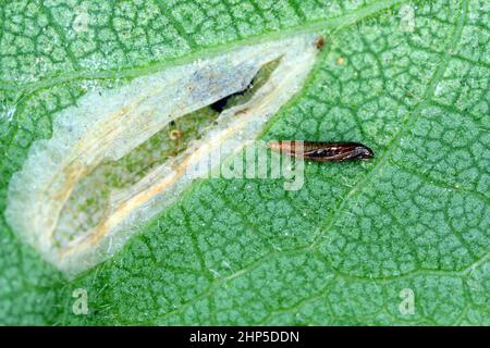 Pupa de la feuille de feuilles de la chenille tatiforme tachetée (Phyllonorycter blancardella) dans le lieu d'alimentation de la chenille sur la feuille de pomme. Banque D'Images