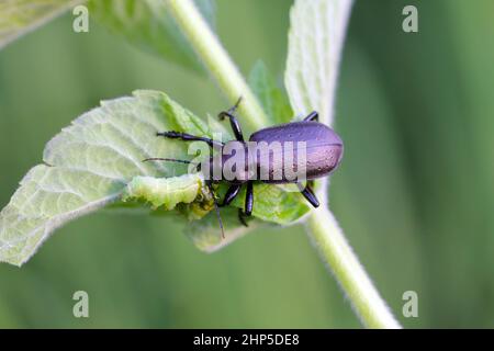 Coléoptère (Calosoma auropunctatum) de la famille des carabidés avec une chenille huntée. Banque D'Images