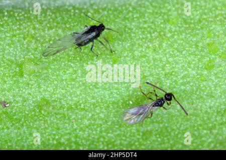 Le puceron de haricot noir (Aphis fabae) et la guêpe parasitoïde - braconides (Hymenoptera: Braconidae). C'est un parasitoïde cosmopolite de nombreuses espèces de Banque D'Images