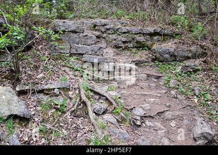 Roche calcaire exposée et grandes racines d'arbres qui poussent le long du sentier de randonnée à la gorge d'Elora Banque D'Images