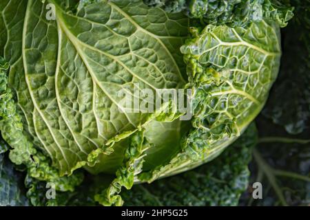 Macro photographie de la tête de feuille de chou vert gros plan Banque D'Images