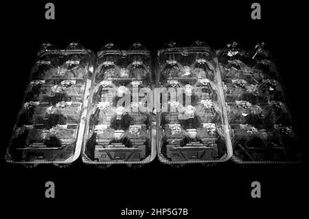 Quatre emballages plastiques recyclables 10 oeufs utilisés au Japon. Isolés sur fond noir. Vue de dessus. Banque D'Images