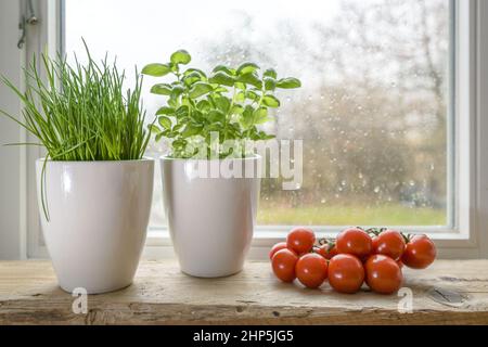 Herbes fraîches, ciboulette et basilic dans des pots de plantes blanches et des tomates à la fenêtre de la cuisine un jour pluvieux, foyer choisi, profondeur de champ étroite Banque D'Images