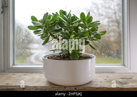 Crassula ovata, connue sous le nom de plante chanceuse ou d'arbre d'argent dans un pot blanc devant une fenêtre sur un jour pluvieux, foyer choisi, profondeur de champ étroite Banque D'Images