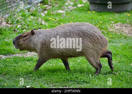 Promenade au Capybara (Hydrochoerus hydrochaeris) au High Park Zoo Banque D'Images