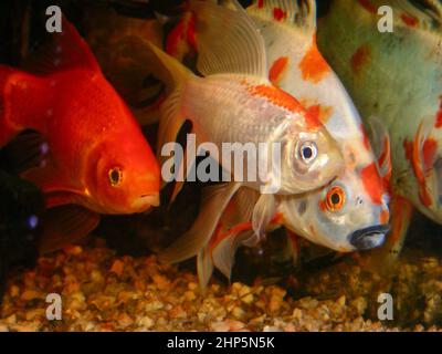 Groupe de trois poissons rouges colorés dans l'aquarium Banque D'Images