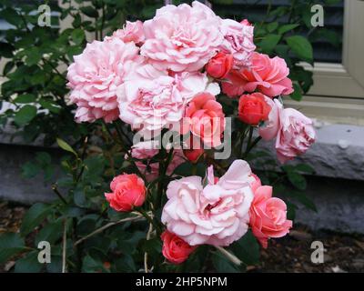 Rose vif Floribunda Roses en fleurs dans le jardin pendant l'été Banque D'Images