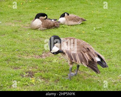 Groupe de trois bernaches du Canada (Branta canadensis) qui précentent leurs plumes sur l'herbe du parc Banque D'Images