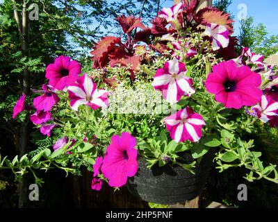 Fleurs pétunia colorées, violettes et blanches, qui poussent dans un panier suspendu au printemps Banque D'Images