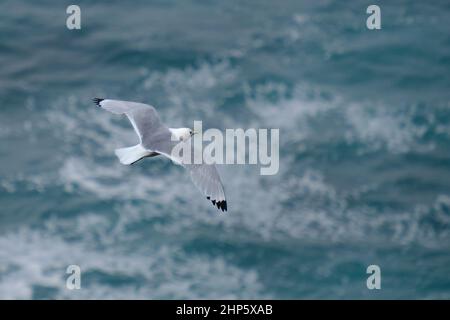 Kittiwake en vol Banque D'Images