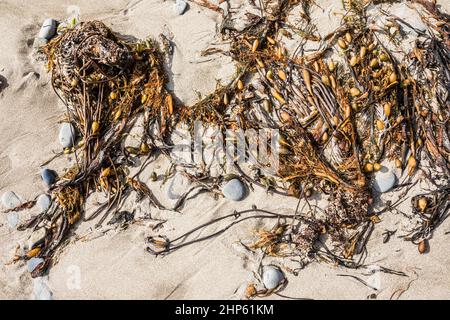 Varech s'est lavé sur une plage de sable, sur la côte olympique de Washington, aux États-Unis. Banque D'Images