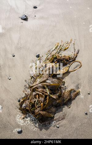 Varech s'est lavé sur une plage de sable, sur la côte olympique de Washington, aux États-Unis. Banque D'Images