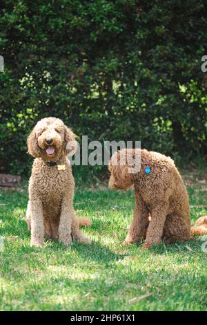 Deux chiens groodle - Golden Doodle assis sur l'herbe verte Banque D'Images