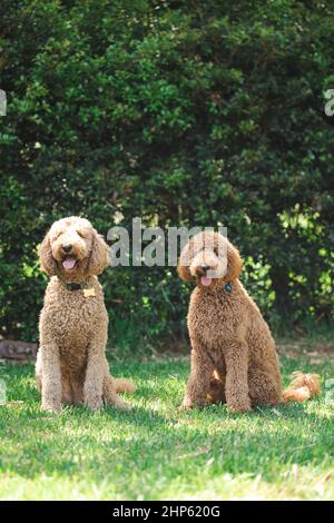 Deux chiens groodle - Golden Doodle assis sur l'herbe verte Banque D'Images