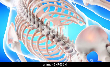 Dos squelettique, illustration. Banque D'Images