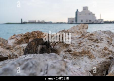 Un chat errant se trouve sur les pierres du front de mer à Doha Corniche, au Qatar Banque D'Images