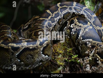 Un Python birman mature près de Yung Shue WAN sur l'île Lamma à Hong Kong. Banque D'Images