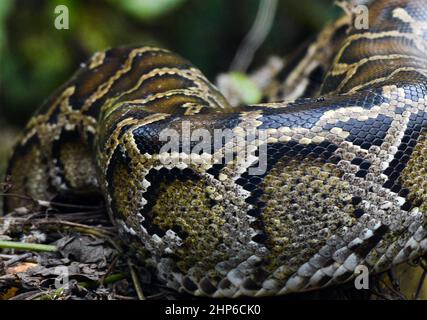 Un Python birman mature près de Yung Shue WAN sur l'île Lamma à Hong Kong. Banque D'Images