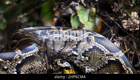 Un Python birman mature près de Yung Shue WAN sur l'île Lamma à Hong Kong. Banque D'Images