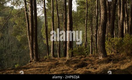 Lumière au lever du soleil dans la forêt de pins. Photographie panoramique. Dans le parc naturel de la Sierra de Gredos. À Ávila, Espagne Banque D'Images