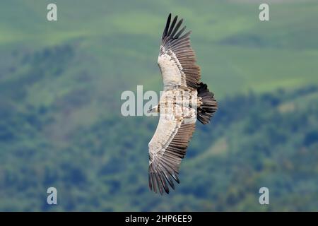 Une espèce en voie d'Azur (Gyps coprotheres) en vol, Afrique du Sud Banque D'Images