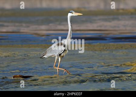 Un héron gris (Ardea cinerea) chasse en eau peu profonde, Afrique du Sud Banque D'Images