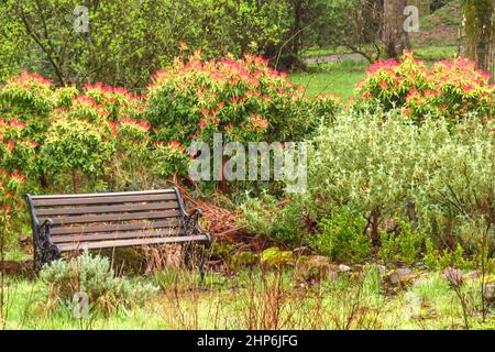 Banc en bois dans un jardin, entouré d'arbustes fleuris dans un jardin du Lake District, Royaume-Uni Banque D'Images